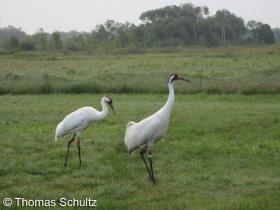 Whooping Cranes 7-9-15 White River Marsh training site