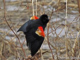 Red-winged Blackbird m 4-13-14 Horicon1