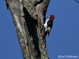 Jim Edlhuber Red-headed Woodpecker_5720 10 13 13