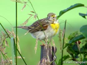 APS_Campbell_Dickcissel_IMG_2324-1