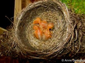 APS_Geraghty_American robin_robon's nest - newborns 6-14-14-1