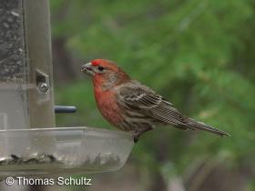 House Finch m 5-3-11 home1