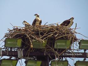 Ospreys on nest 7-26-14 Green Lake TRS1 sm