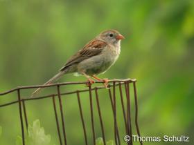 Field Sparrow 6-13-15 home GL Co