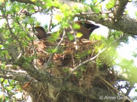 APS_Geraghty_Cedar waxwing_cedar waxwing on nest-1