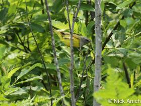 APS_Anich_Mourning Warbler_IMG_1087-1