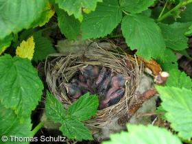 Indigo Bunting nestlings 7-7-13 home1