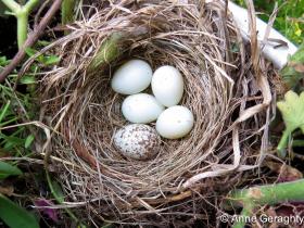 APS_Geraghty_Brown-headed Cowbird_house finch - 4 eggs + 1 cowbird egg-1