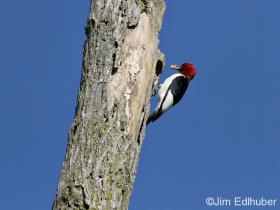 Jim Edlhuber Red-headed Woodpecker_6673 5 11 12
