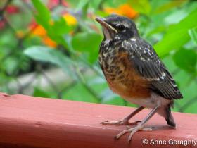 APS_Geraghty_American robin_robin chicks - day 14 - fledged-1