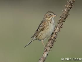 vespersparrow7797-a