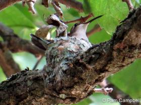 APS_Campbell_Ruby-throated Hummingbird_12-Hummingbird nest 012-1