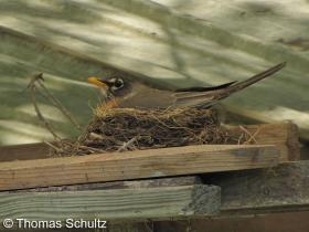 Am Robin on nest 5-8-09 home