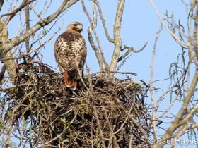 APS_Hayes_Red-tailed Hawk_Red-tail on nest-1