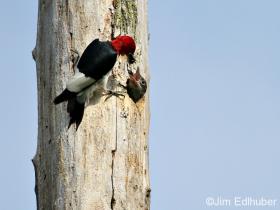 Jim Edlhuber Red-headed Woodpecker_8090 7 25 12