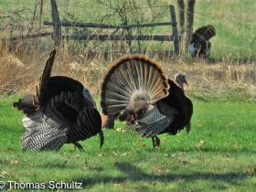 Wild Turkey strutting 4-23-15 home