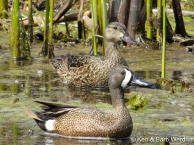 APS_Wardius_Blue winged teal_Blue-Winged Teal Male and Female-1