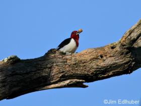 Jim Edlhuber Red-headed Woodpecker_6001 10 13 13