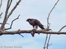 Peregrine Falcon imm w Pectoral Sandp 8-19-12 Horicon