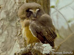 Northern Saw-whet Owl juv2 FDL Co TRS