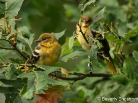 APS_Engstrom_Baltimore Oriole_IMG_2629-1