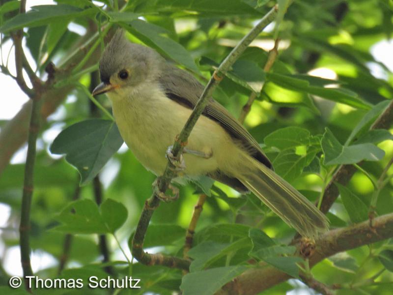 Tufted Titmouse juv 6-27-15 home1