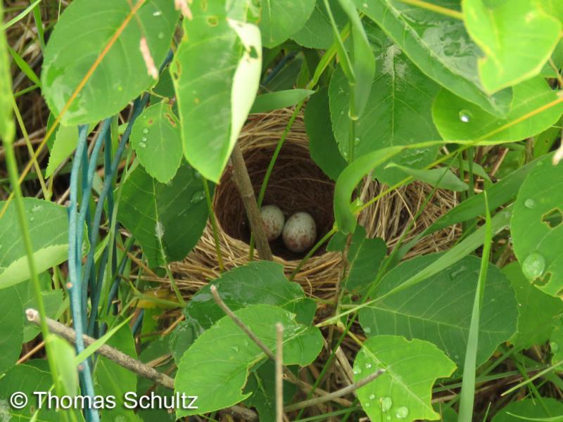 Field Sparrow nest 6-13-15 home GL Co