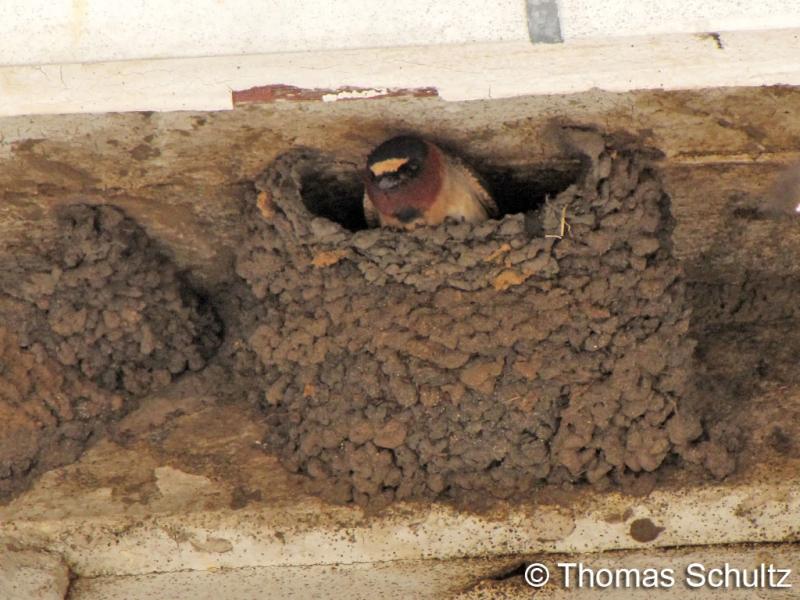 Cliff Swallows in nest 5-24-09 Deibert - GL Co2