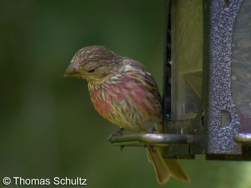 House Finch imm m 8-8-07 home1