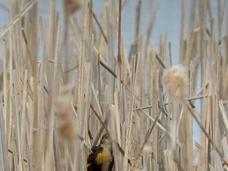 APS_Geraghty_Yellow-headed Blackbird_yellow-headed blackbird - F on nest-1