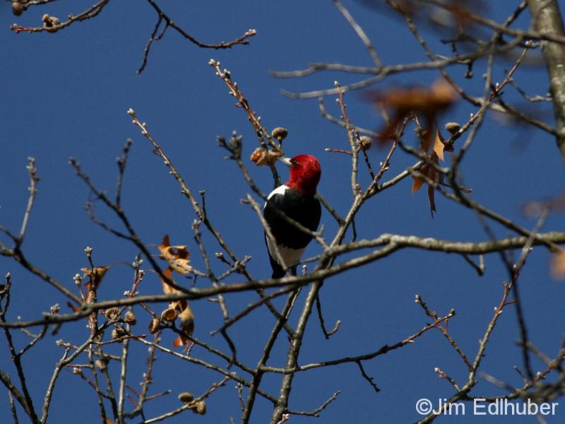 Jim Edlhuber Red-headed Woodpecker_3627 11 19 13