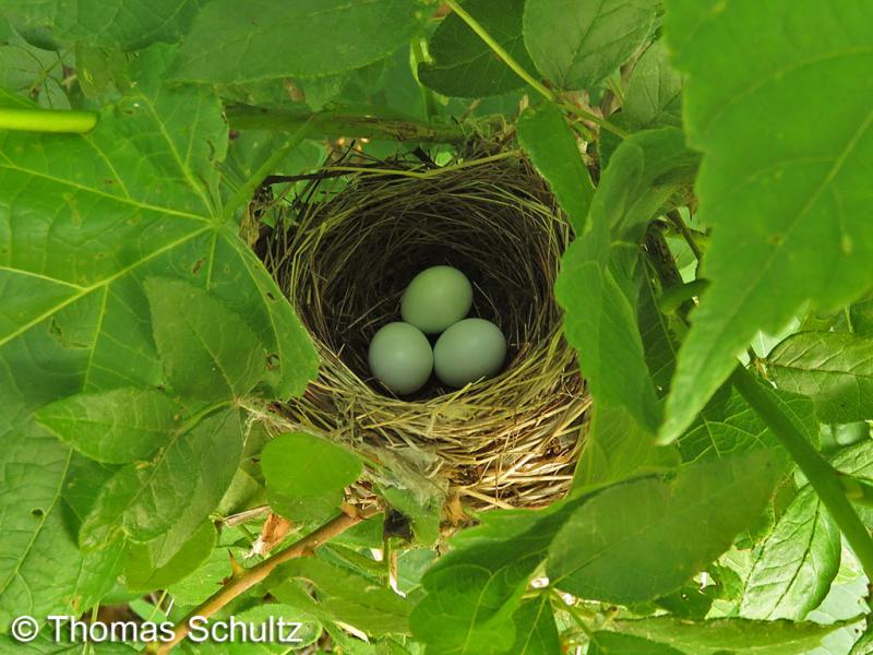 Indigo Bunting nest 7-9-15 WhiteRMarsh3