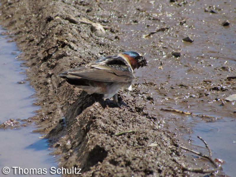 Cliff Swallow collecting mud 5-23-13 Port Wing