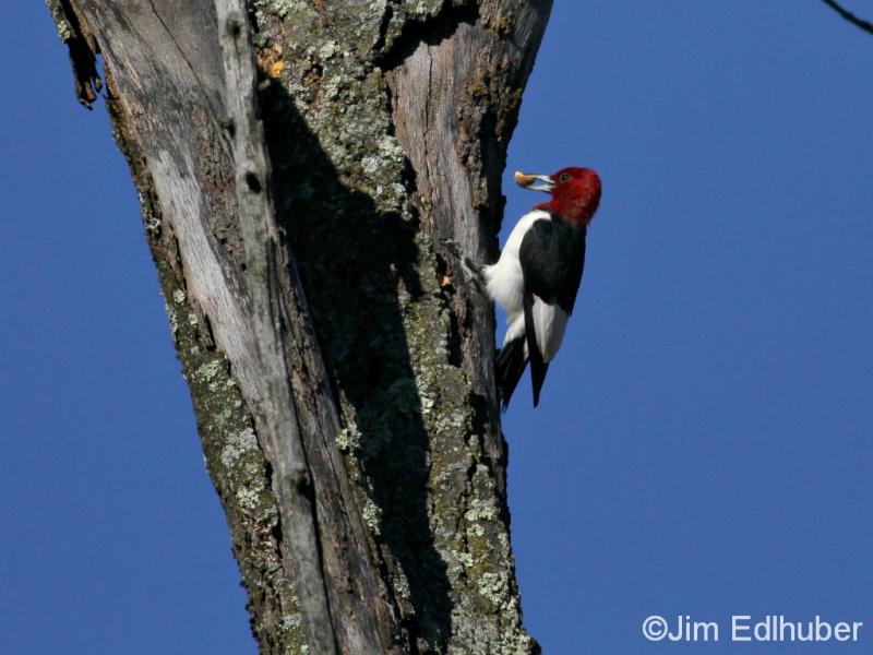 Jim Edlhuber Red-headed Woodpecker_5720 10 13 13
