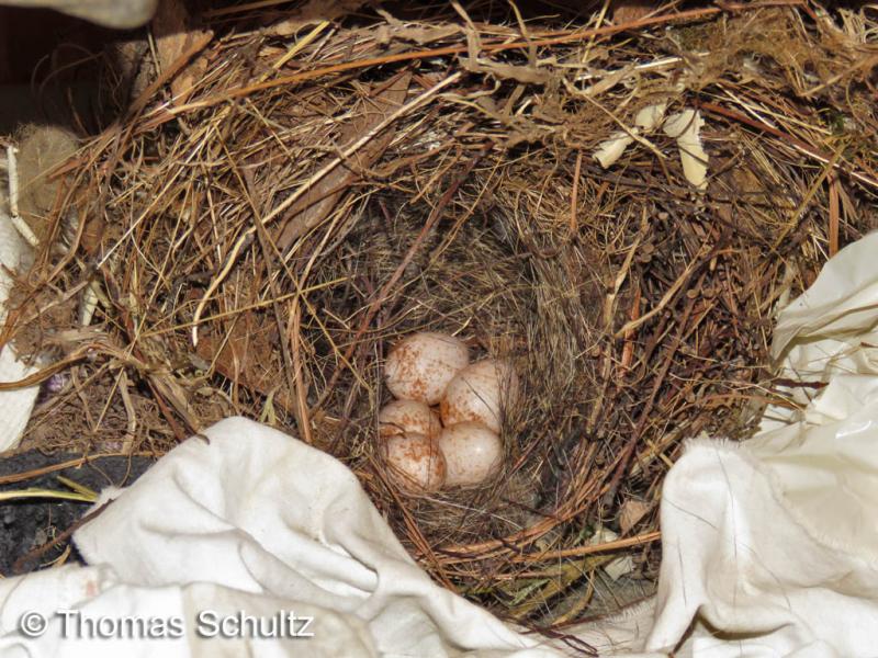 Carolina Wren nest 5-1-15 home GL Co
