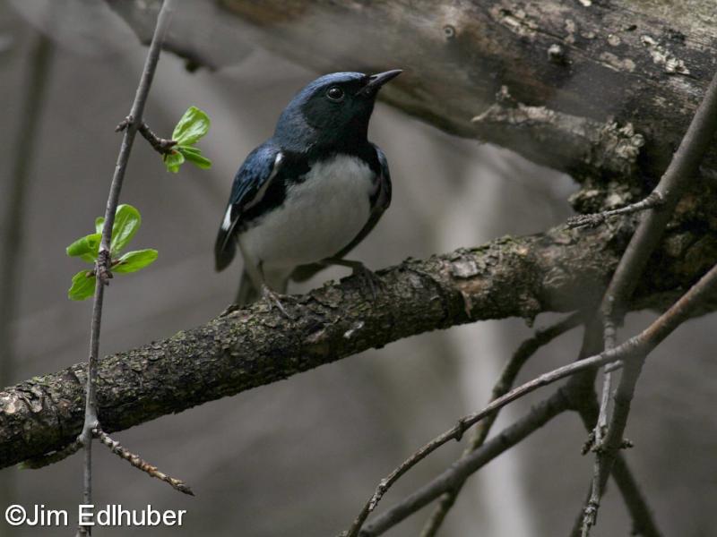 Jim Edlhuber Black-throated Blue Warbler_6075 5 10 2015