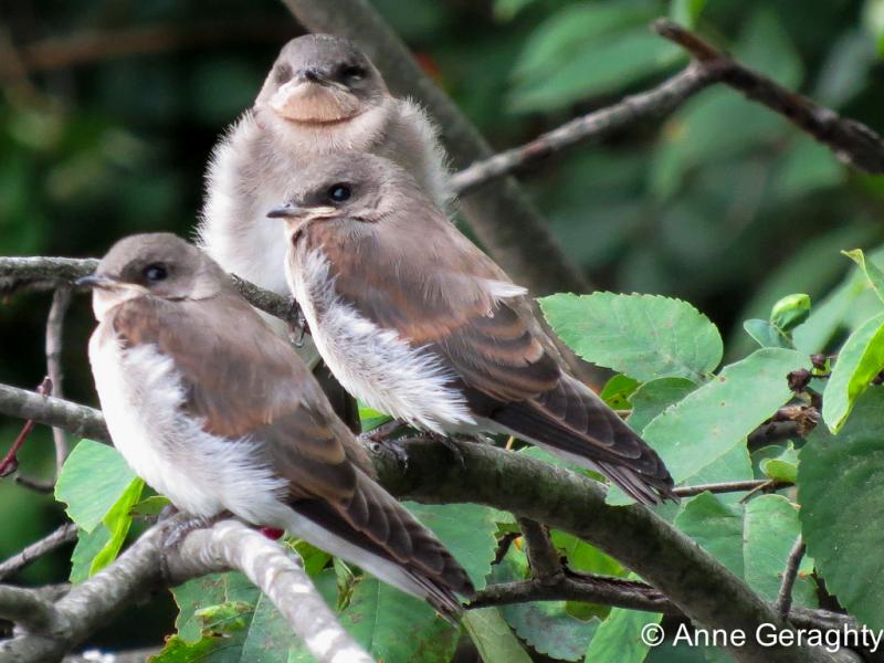 APS_Geraghty_Northern Rough-winged Swallow_northern rough winged swallow - fledglings-1