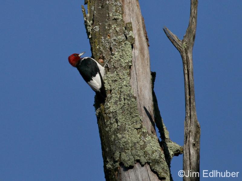 Jim Edlhuber Red-headed Woodpecker_5635 10 13 13