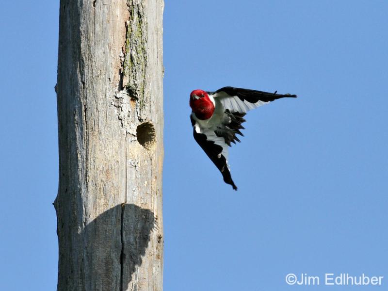 Jim Edlhuber Red-headed Woodpecker_8781 6 13 12