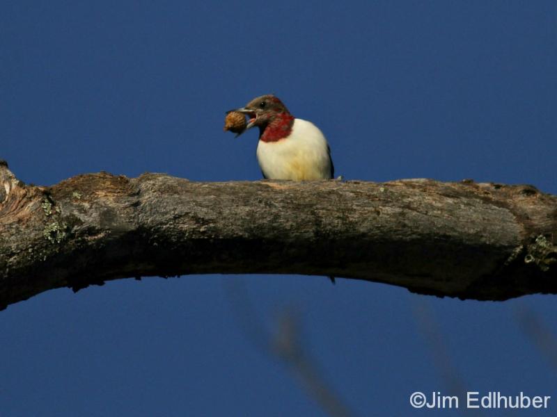 Jim Edlhuber Red-headed Woodpecker_3275 11 19 13