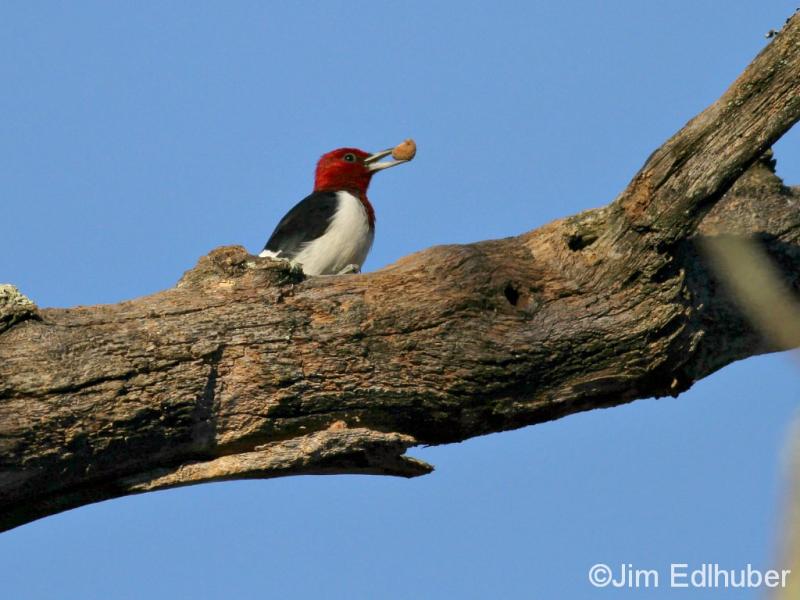 Jim Edlhuber Red-headed Woodpecker_6347 10 13 13