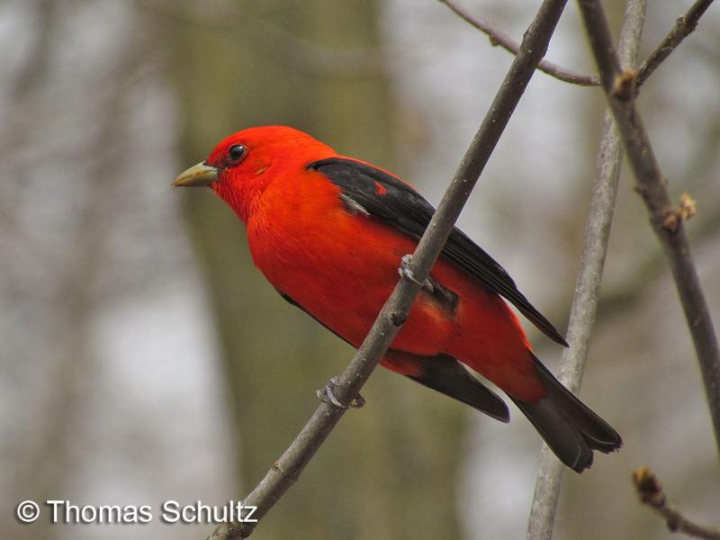 Scarlet Tanager m 5-8-14 home7