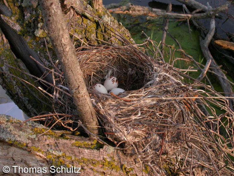 E Kingbird nest1 6-13-05 WhiteR