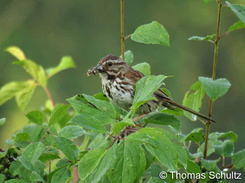 Song Sparrow 6-27-15 WhiteRiverMarsh - carrying food