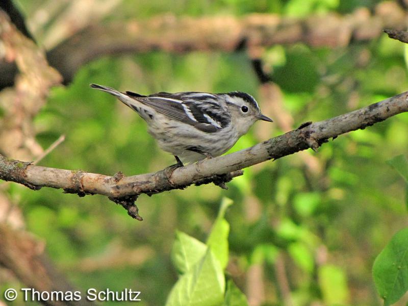 Black-and-white Warbler f 5-16-09 FDL Co