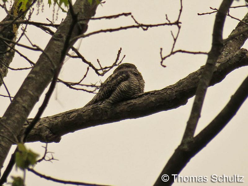 Common Nighthawk 5-14-15 home - near Sabels1