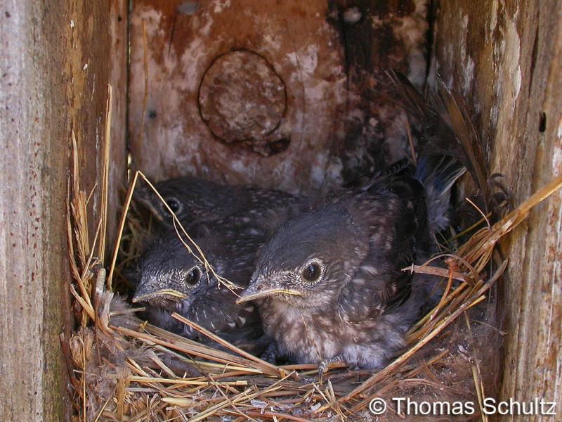 E Bluebirds 8-12-07 nestlings in box - home1