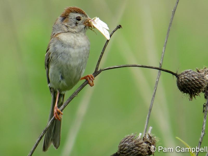 APS_Campbell_Field Sparrow_IMG_2564-1