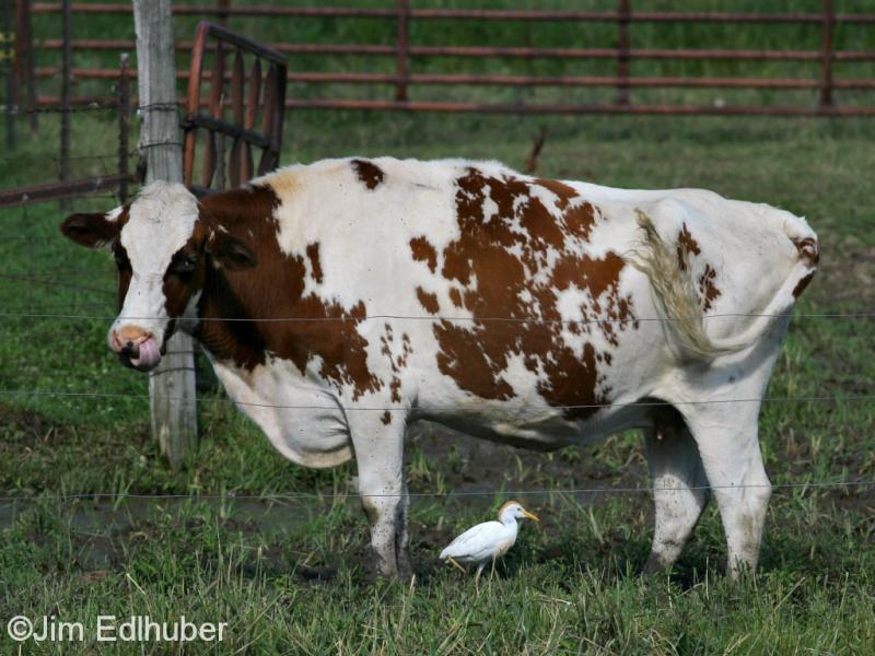Jim Edlhuber Cattle Egret_5203 7 23 13