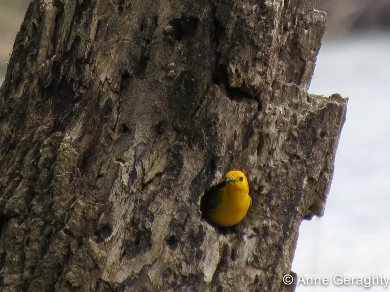 APS_Geraghty_prothonotary warbler_protonotary warbler 4-1